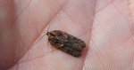Acleris abietana