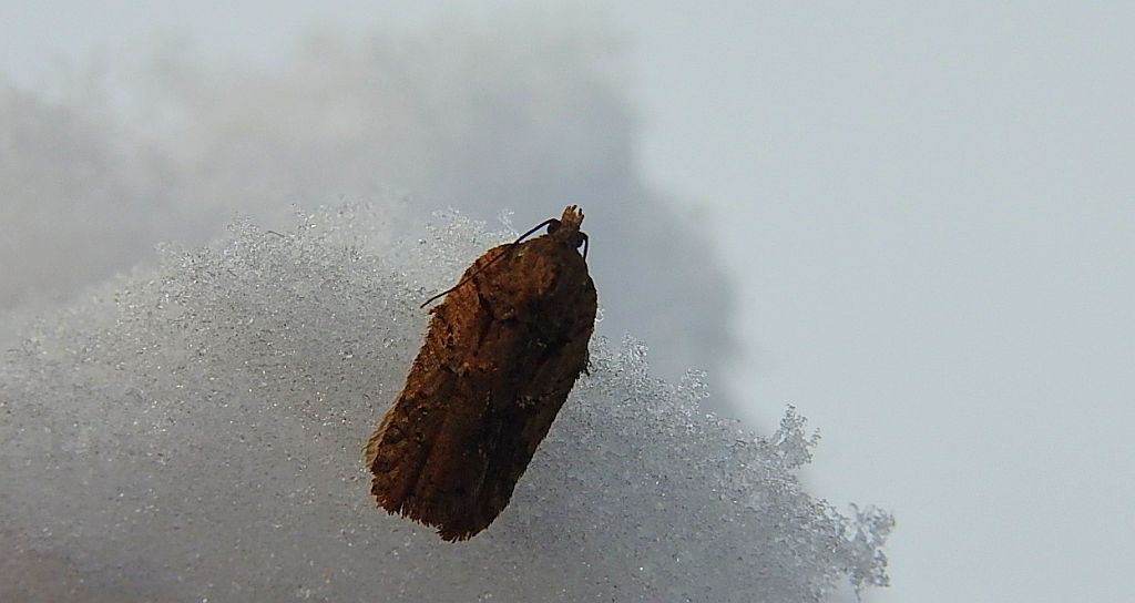 Acleris abietana