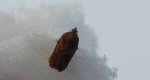 Acleris abietana