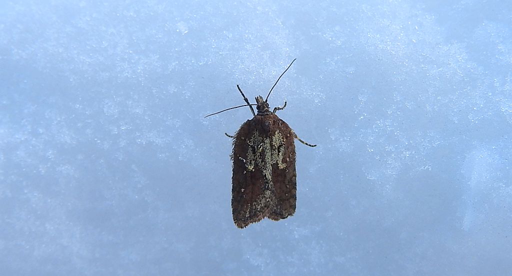 Acleris schalleriana