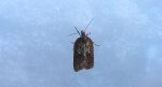 Acleris schalleriana