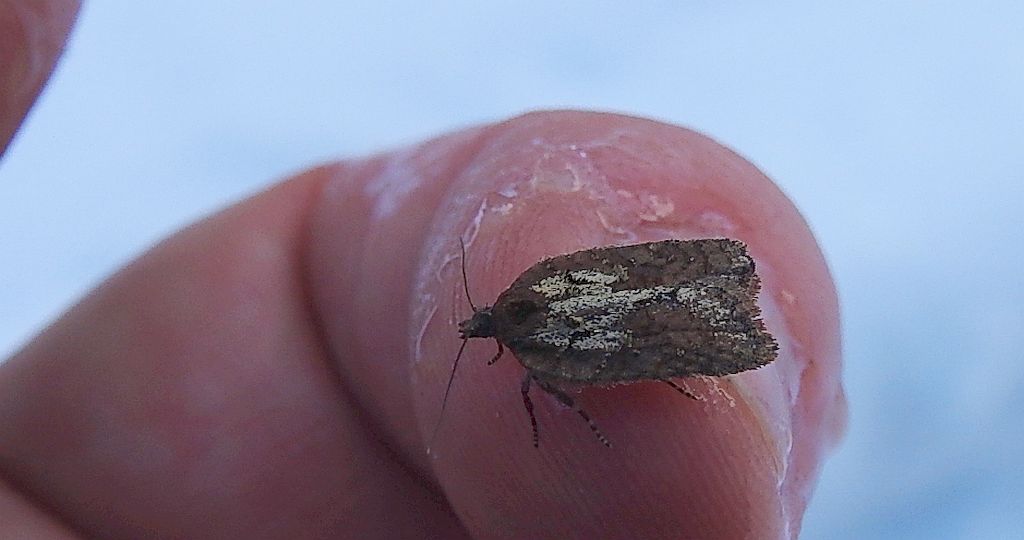 Acleris schalleriana