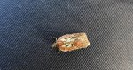 Acleris schalleriana