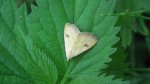 Rivula sericealis