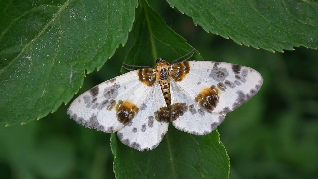 Plamiec leśniak (Calospilos sylvata)