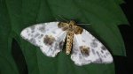 Plamiec leśniak (Calospilos sylvata)
