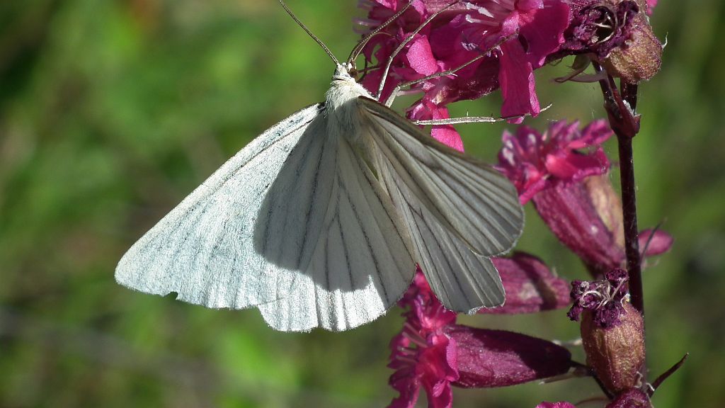 Dyblik liniaczek (Siona lineata)
