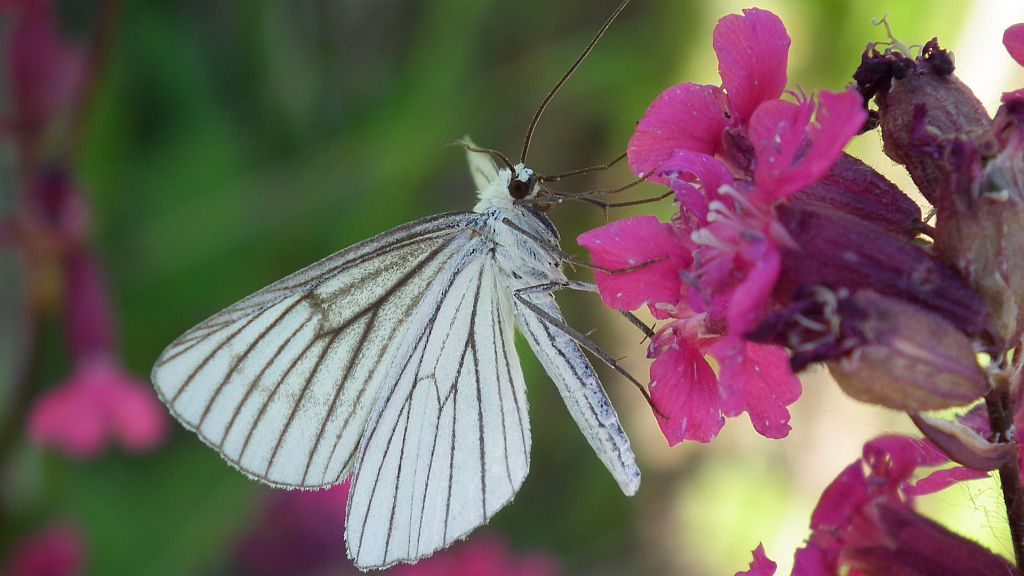 Dyblik liniaczek (Siona lineata)