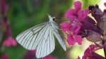 Dyblik liniaczek (Siona lineata)