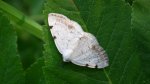Ciemnokres dwuplamek (Lomographa bimaculata)