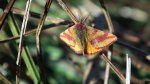 Sudamek szczawiak (Lythria cruentaria)