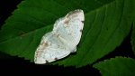 Ciemnokres dwuplamek (Lomographa bimaculata)
