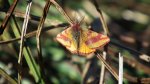 Sudamek szczawiak (Lythria cruentaria)