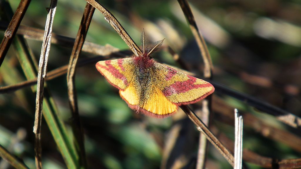 Sudamek szczawiak (Lythria cruentaria)