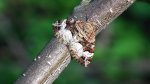 Paśnik dwurzeczek (Xanthorhoe biriviata )