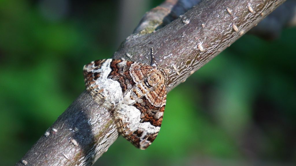 Paśnik dwurzeczek (Xanthorhoe biriviata)