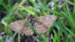 Poproch pylinkowiak (Ematurga atomaria)