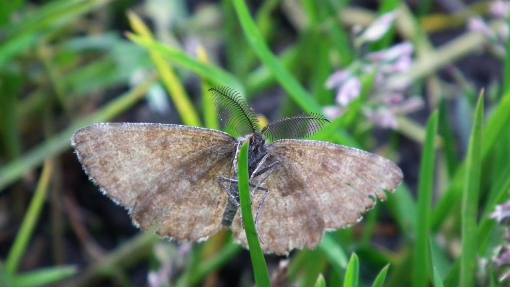 Poproch pylinkowiak (Ematurga atomaria)