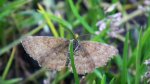 Poproch pylinkowiak (Ematurga atomaria)