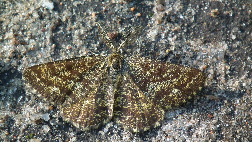 Poproch pylinkowiak (Ematurga atomaria)