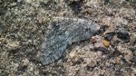 Płatynka grabówka (Trichopteryx carpinata)