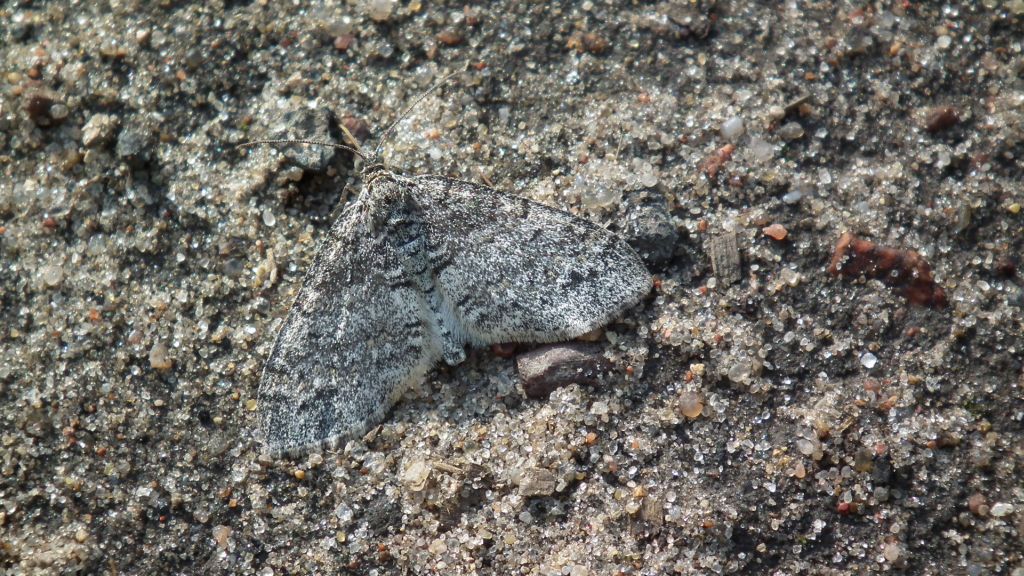 Płatynka grabówka (Trichopteryx carpinata)