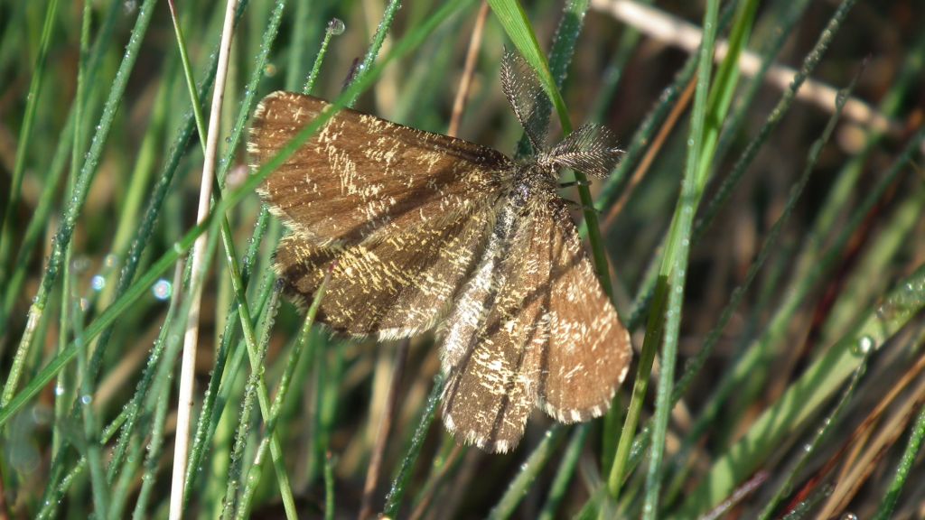 Poproch pylinkowiak (Ematurga atomaria)