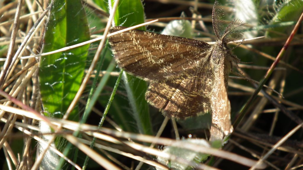 Poproch pylinkowiak (Ematurga atomaria)