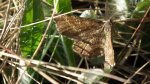 Poproch pylinkowiak (Ematurga atomaria)