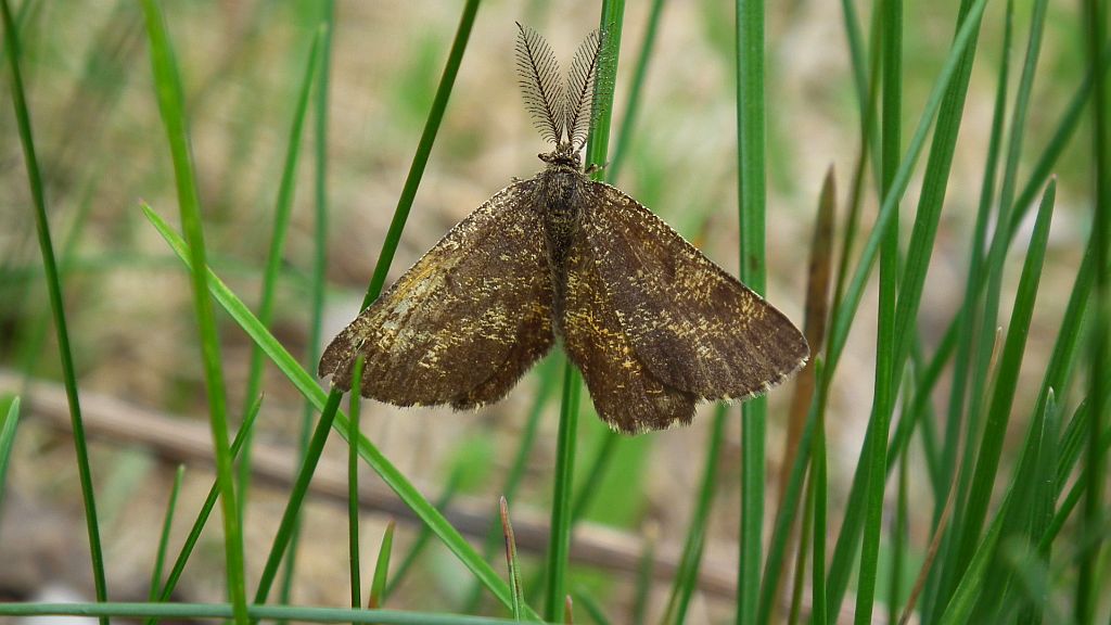Poproch pylinkowiak (Ematurga atomaria)