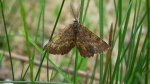 Poproch pylinkowiak (Ematurga atomaria)