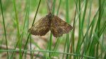 Poproch pylinkowiak (Ematurga atomaria)