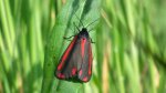 Proporzyca marzymłódka (Tyria jacobaeae)