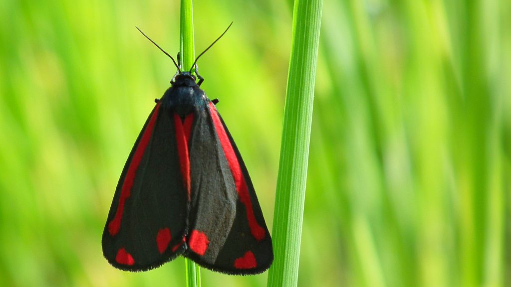Proporzyca marzymłódka (Tyria jacobaeae)