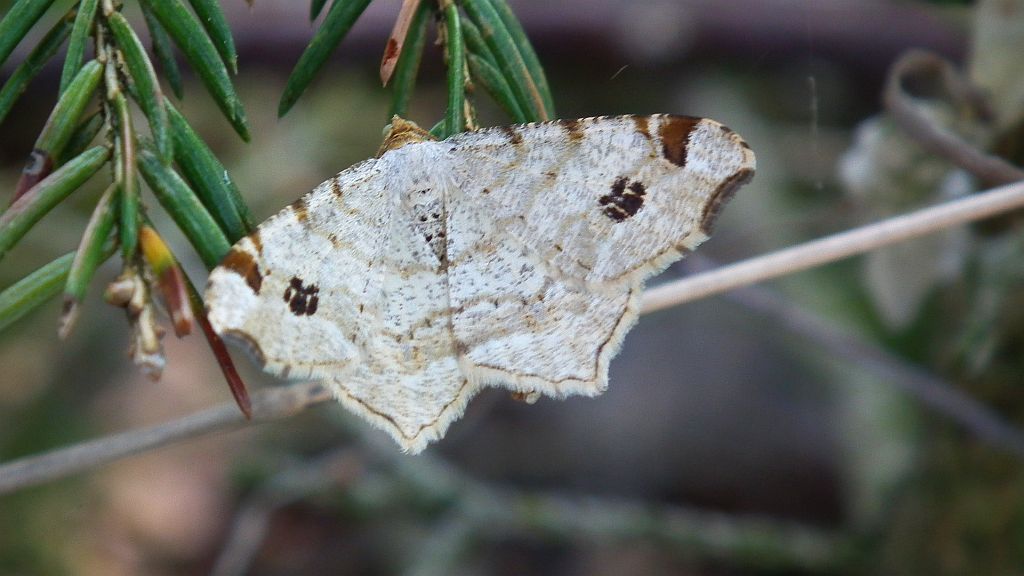 Witalnik dębiak (Macaria notata)