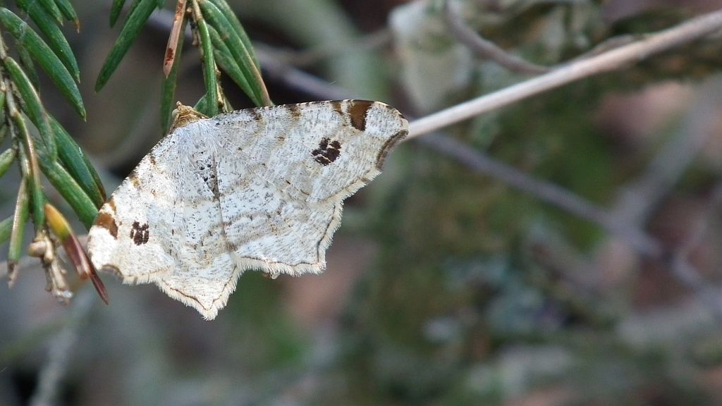 Witalnik dębiak (Macaria notata)