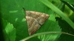Rozszczepka śnicianka (Hypena proboscidalis)