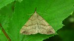 Rozszczepka śnicianka (Hypena proboscidalis)