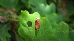 Ptycholoma lecheana