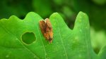 Ptycholoma lecheana