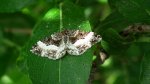 Paśnik posmutek (Epirrhoe tristata)