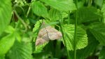 Rozszczepka śnicianka (Hypena proboscidalis)