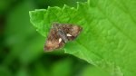 Panemeria tenebrata