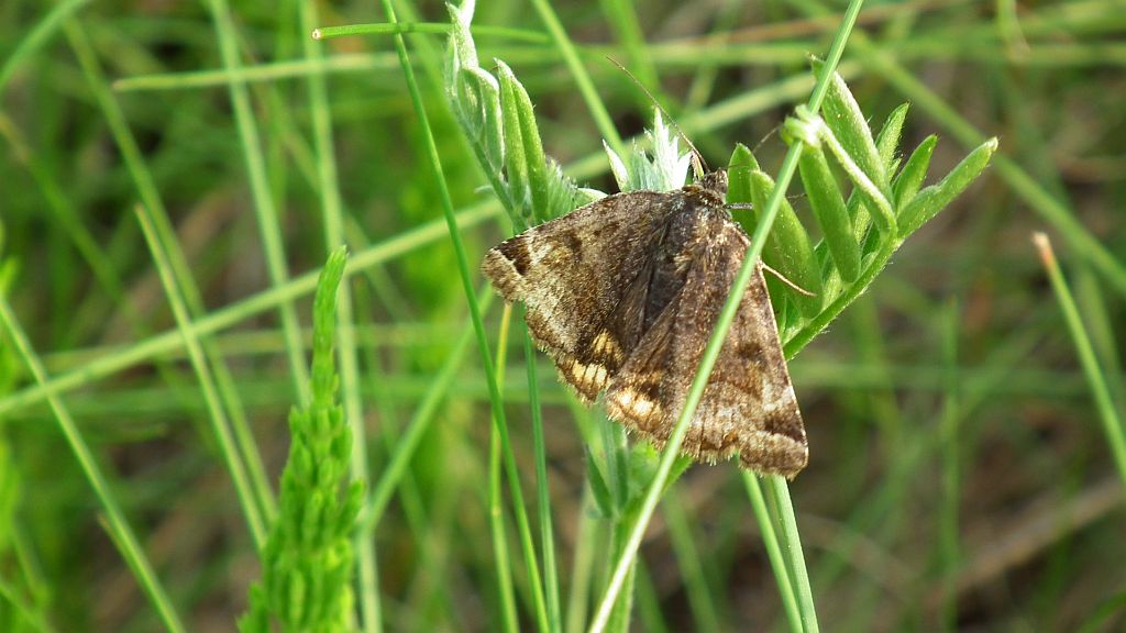 Wygłoba koniczówka (Euclidia glyphica)