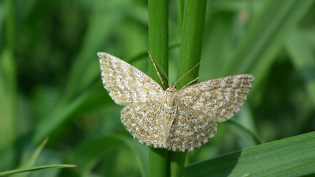 Wątlak nawrzosak (Scopula immorata)