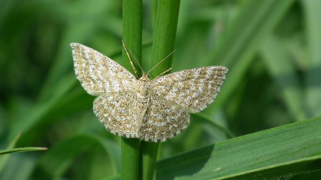 Wątlak nawrzosak (Scopula immorata)