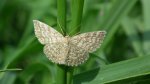 Wątlak nawrzosak (Scopula immorata)