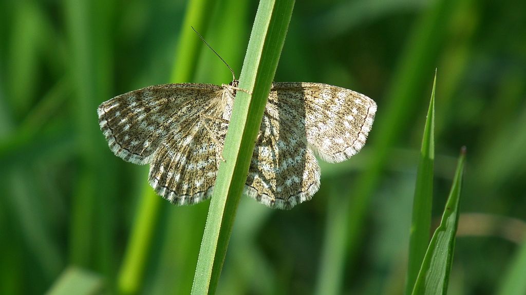 Wątlak nawrzosak (Scopula immorata)