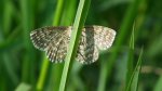 Wątlak nawrzosak (Scopula immorata)
