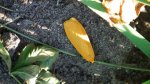 Fałdówka siostrzyczka (Eilema sororcula)